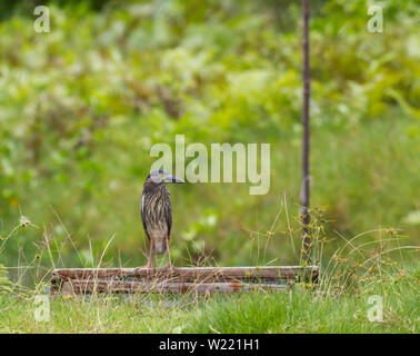 Night Heron roux dans un étang à la recherche de nourriture Banque D'Images