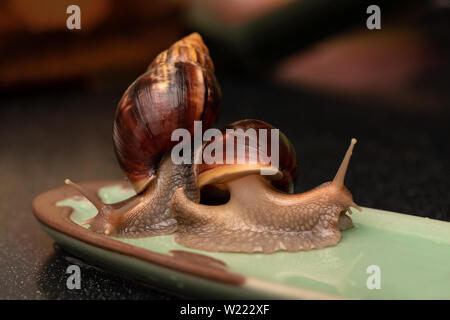 Gros escargots Achatina sur fond sombre Banque D'Images