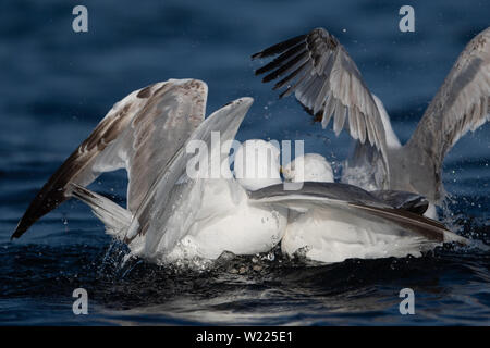 Möwe, Moewe, Heringsmoewe, VOGEL, OISEAU, Wasservogel Larus fuscus, moindre, Goéland marin, Goéland argenté, Banque D'Images