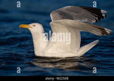 Möwe, Moewe, Heringsmoewe, VOGEL, OISEAU, Wasservogel Larus fuscus, moindre, Goéland marin, goéland, natation, sur l'eau,schwimmt, Banque D'Images