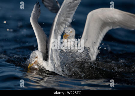 Möwe, Moewe, Heringsmoewe, VOGEL, OISEAU, Wasservogel Larus fuscus, moindre, Goéland marin, Goéland argenté, Banque D'Images