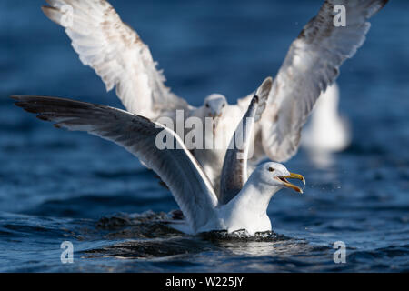 Möwe, Moewe, Heringsmoewe, VOGEL, OISEAU, Wasservogel Larus fuscus, moindre, Goéland marin, Goéland argenté, Banque D'Images