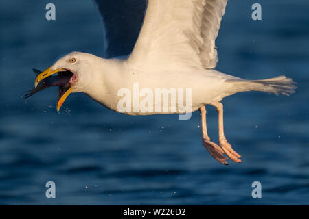 Möwe, Moewe, Heringsmoewe, VOGEL, OISEAU, Wasservogel Larus fuscus, moindre, Goéland marin, Goéland argenté, avec un poisson dans la bouche, mit einem Fisch im Mund Banque D'Images