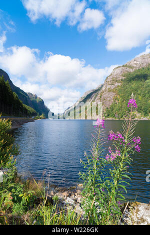 Beaux paysages d'un fjord norvégien avec des arbrisseaux d'épilobes en premier plan Banque D'Images