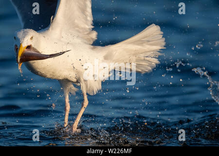 Möwe, Moewe, Heringsmoewe, VOGEL, OISEAU, Wasservogel Larus fuscus, moindre, Goéland marin, Goéland argenté, avec un poisson dans la bouche, mit einem Fisch im Mund Banque D'Images