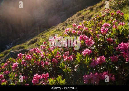 Alpenrosen au lever du soleil dans les Alpes suisses Banque D'Images