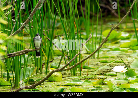 Tyran tritri (Tyrannus tyrannus) assis sur une branche d'un buisson en milieu naturel Banque D'Images