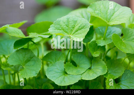 Gotu kola, pennymothe asiatique, pennymothe indienne, fond de feuilles vertes Banque D'Images