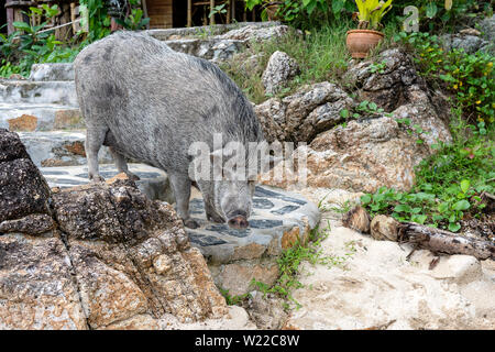 Big pig près de café de la plage sur l'île de Koh Phangan, Thaïlande. Close up Banque D'Images