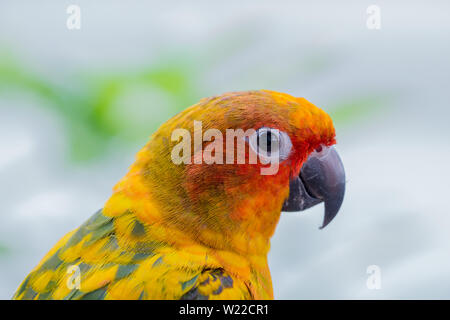 Jaune soleil colorés perroquet, Conure Aratinga solstitialis) (profil, portrait Banque D'Images