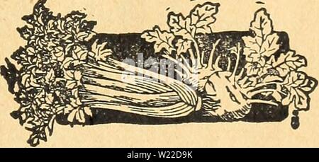 Image d'archive à partir de la page 10 de DeJong Floral et Seed Co. DeJong Floral et Seed Co dejongfloralseed1926dejo Année : 1926 plantes transplantées forte de tomate dans les va- rieties. EARLIANA. .Amende ; tôt. JOHN PORTER. Au début. Pierre. Très bien. .En retard pour la mise en conserve. PONDEROSA. L'une des plus grandes et moins de graines. (Fin). Le ci-dessus à 15c une douzaine, 2 douzaine de 25C, 80C par 100. Ajouter 2c par douzaine pour l'affranchissement ; 10c par centaines d'individus par parcelpost. Chou poivre plantes plantes transplantées forte, bien des portes trempées. Début de JERSEY WAKEFIELD. Début- chef de la variété. Marché de Copenhague. Mi-précoce télévision Banque D'Images