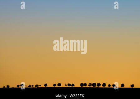Photo paysage minimaliste avec jaune bleu ciel au coucher du soleil. De simples silhouettes noires de l'allée d'arbres en arrière-plan, ce qui fait une impression. Banque D'Images