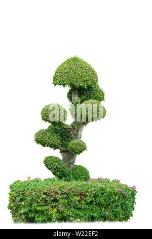 Bonsai arbre sur fond blanc Banque D'Images