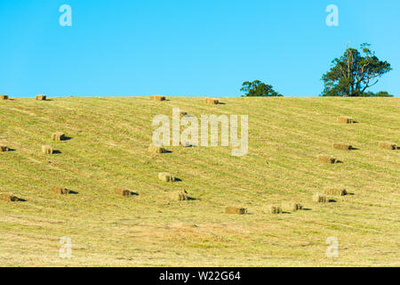 Bottes de foin dans le champ, X Region de Los Lagos, Chile Banque D'Images
