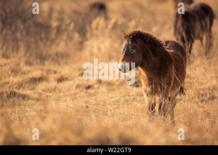 Les chevaux poney Exmoor sauvage ensoleillée de fin d'automne, la nature dans l'habitat Milovice, République tchèque. Protégé les animaux considérés comme l'ancêtre. Banque D'Images