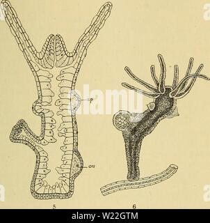 Image d'archive à partir de la page 16 de la faune ; illustrerede haandbøger plus. Illustrerede haandbøger la faune ; plus de den danske dyreverden danmarksfaunaill..41dans Année : 1907 fortsaettes Udviklingen 13 hvor, indtil en lille pølse- spraenger Skallen Larve formet, kryber saetter ud, sig et rapide à danne Tentakler begynder Vogelhüttenweg, o. s. v. Fig. 5. Laengdesnit tilvenstre af en Hydra ; j'Sideknop ses en tilhøjre Kønsknopper Udvikling, pour, en hanlig (sp) og en hunlig (vo). (Efter Parker og Haswell). Fig. 6. Chlorohydra viridissima (Pallas), med en hunlig og à han- lige Kønsknopper. (Efter Greene) Banque D'Images