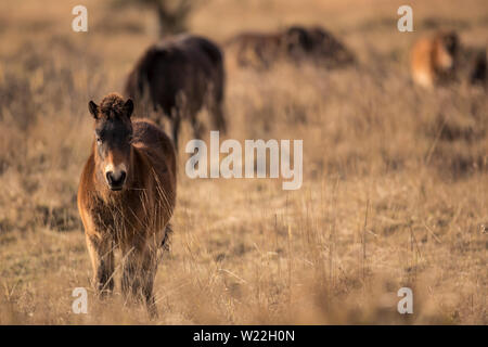 Les chevaux poney Exmoor sauvage ensoleillée de fin d'automne, la nature dans l'habitat Milovice, République tchèque. Protégé les animaux considérés comme l'ancêtre. Banque D'Images