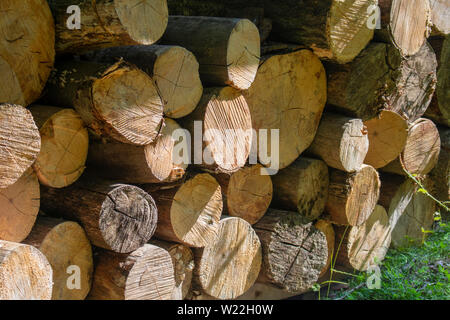 Des ressources d'énergie de l'arbre de sciage pour le bois empilé entre deux arbres Banque D'Images