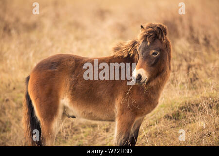 Les chevaux poney Exmoor sauvage ensoleillée de fin d'automne, la nature dans l'habitat Milovice, République tchèque. Protégé les animaux considérés comme l'ancêtre. Banque D'Images