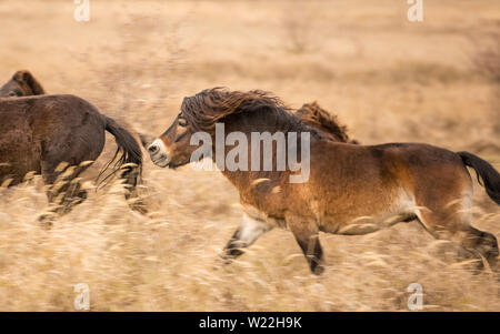 Chevaux poney Exmoor sauvages en automne nature habitat à Milovice, République tchèque. Les animaux protégés maintient l'environnement de paysage de steppe. Banque D'Images