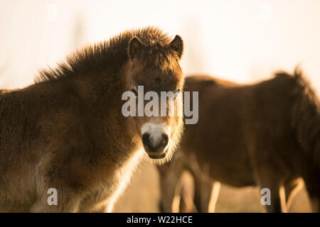 Les chevaux poney Exmoor sauvage ensoleillée de fin d'automne, la nature dans l'habitat Milovice, République tchèque. Protégé les animaux considérés comme l'ancêtre. Banque D'Images