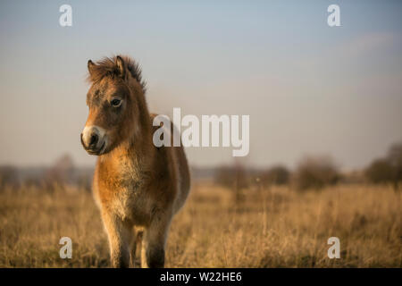 Les chevaux poney Exmoor sauvage ensoleillée de fin d'automne, la nature dans l'habitat Milovice, République tchèque. Protégé les animaux considérés comme l'ancêtre. Banque D'Images