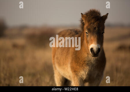 Les chevaux poney Exmoor sauvage ensoleillée de fin d'automne, la nature dans l'habitat Milovice, République tchèque. Protégé les animaux considérés comme l'ancêtre. Banque D'Images