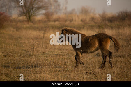 Les chevaux poney Exmoor sauvage ensoleillée de fin d'automne, la nature dans l'habitat Milovice, République tchèque. Protégé les animaux considérés comme l'ancêtre. Banque D'Images