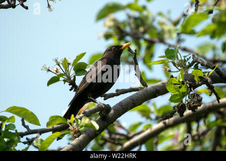 Un beau mâle blackbird assis sur une branche de pommier, printemps. Banque D'Images