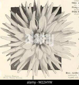 Image d'archive à partir de la page 19 de dahlias (1914)