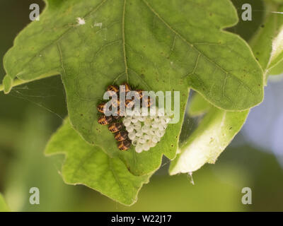Groupe de bug's les œufs et les nouveau-insectes sur une feuille Banque D'Images