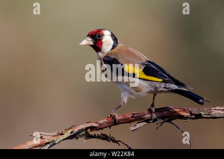 Chardonneret, colorés (Carduelis carduelis), perché sur un arbre. Joli détail de l'œil et de plumes. Banque D'Images