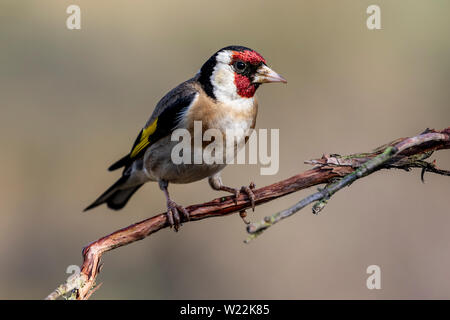 Chardonneret, colorés (Carduelis carduelis), perché sur un arbre. Joli détail de l'œil et de plumes. Banque D'Images