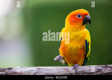 Colorful parrot, jaune soleil (Aratinga solstitialis) Conure, debout sur la branche Banque D'Images