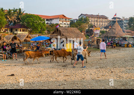 Vang Vieng, Laos - Dec 2016 : Bar au-dessus de la rivière et les vaches qui passent. Site touristique très commune à Vang Vieng, Laos Banque D'Images