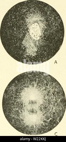 Image d'archive à partir de la page 23 de la cytologie, avec référence spéciale à. La cytologie, avec référence spéciale à l'agaruoft cytologywithspec noyau métazoaires00Année : 1920 CHAP. cytologie des groupes similaires, à partir de chacun des groupes un nouveau noyau est con- tirait. Certaines structures cellulaires - la fusée et les centrosomes, formant ensemble le gwre /achromatique-quoique généralement à l'extérieur du noyau, sont inséparablement liées à la mitose et doivent être considérés avec elle. Le processus de la mitose est illustré par le diagramme Fig. 2, tandis que les fig. 3 et 4 montrent comment les principales étapes qui figurent sous le mic Banque D'Images