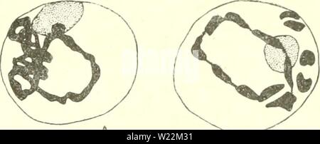 Image d'archive à partir de la page 24 de la cytologie, avec référence spéciale à. La cytologie, avec référence spéciale à l'agaruoft cytologywithspec noyau métazoaires00Année : 1920 JE LA MITOSE 9 forment en fin de condensation du temps relativement court et épais les chromosomes des étapes ultérieures. Karyosomes, si présents, car ils sont composés de chromatine, disparaître, être utilisé avec le reste de la chromatine dans la formation des chromosomes. Si plasmosomes sont présents, ils dis- paraître avant ou après la disparition de la membrane nucléaire (voir ci-dessous), apparemment sans participer à la formation de Banque D'Images