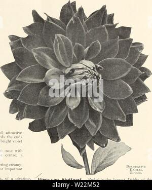 Image d'archive à partir de la page 24 de dahlias (1914) Banque D'Images