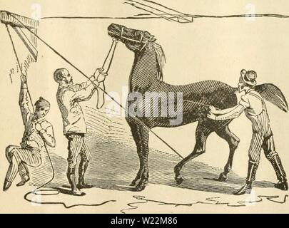 Image d'archive à partir de la page 24 de la das pferd und seine frauenspezifische. Das pferd und seine frauenspezifische .. daspferdundseine00kend Année : 1880 Xuiicfdjcific «afelTa obet aul|l'ACCG. iljrcr cr «Cibcnldl nicfrf«)muna S)iefe fnar) trelce gerabe iet, nid;t fo fer ciufig ortommt erfdjeint j), gelegentlid iillen ; bei g-uncbenent runbe, bie aii gelal- irerben dix, il)obei bie 5£nie[(cibe auer il;rer Sage gerat, irenn fcrb auflritt§ «ba. 2lud c ommt.§ mrcilen ircnn, bor fdIedjtem gendfrt mit Anders Ferbe yutter ircrben iolge bcffen unb en}iracUd eine fd)e Gonftitution beommcn. ' 6 i ; m 10 m e : 2)un§ ferb dlt (o|tic inne u Banque D'Images