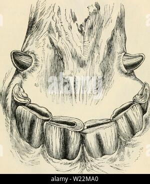 Image d'archive à partir de la page 24 de la dentition comme révélateur de la Banque D'Images