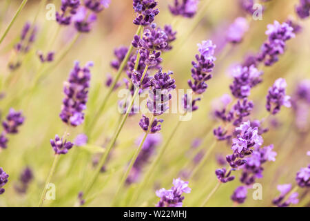 Close up buissons de lavande purple fleurs aromatiques au champ de lavande en été Banque D'Images