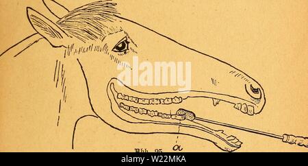 Image d'archive à partir de la page 100 de la das pferdebuch amerikanischen des agriculteurs. Das pferdebuch des agriculteurs amerikanischen daspferdebuchdes00hoff Année : 1917 xanfljciten SöcrbauunglorGane ber. Tarfer 95 |3ei(f)elflufe gallenlaffen§ etngefpetrf, être gutterä itnb)elten (3rf) Qlten heä Äopfeg ictl)beim Steffen finb Slnsetden frfiab fjofte- bafe, über unregelmäßige)3äf bcm 2iere ne djmeräen Siaucn beö bereiten ober haä érfd SwtterS)Jt). eren, Anders Ferbe beren Qaf ne übermäßig jdjnrfe :)9fönber ftoben äiel}en im, efdiirr narf) unb eite mit folgen bcm 2)Ru(f ber ieine nid)t, meil fie ba§ ciumgebiß&gt ; 3nid)t fef Banque D'Images