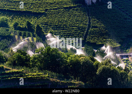 L'irrigation par aspersion dans un verger à l'été avec vignes vertes sur l'arrière-plan. Alpes italiennes, Province de Trento, Trentino Alto Adige, Italie, Europe Banque D'Images