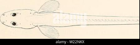 Image d'archive à partir de la page 102 de l'Ingolf-Expedition danois (1904). Le Ingolf-Expedition danishingolfexpe danois0204ingo Année : 1904 Fig. 29-30. Lycodonus flagellicauda, vu de profil aud ci-dessus, 'x i. Les échelles sont omis, de même les petites plaques osseuses le long de la base des nageoires non appariées. Les deux joints toriques sur la figure du haut représente la forme d'une section à l'endroit indiqué. Banque D'Images