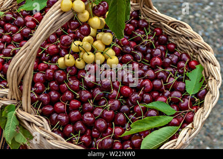 Les cerises dans un panier ; Banque D'Images