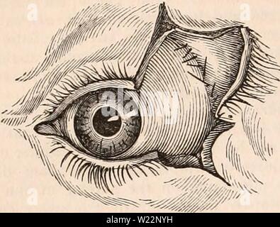 Image d'archive à partir de la page 103 de la cyclopaedia d'anatomie et de Banque D'Images