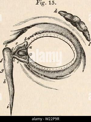 Image d'archive à partir de la page 104 de la cyclopaedia d'anatomie et de Banque D'Images