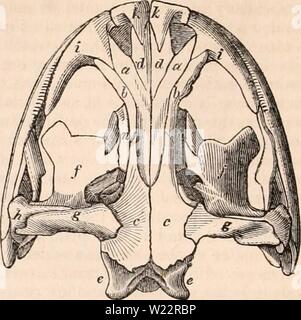 Image d'archive à partir de la page 107 de la cyclopaedia d'anatomie et de Banque D'Images