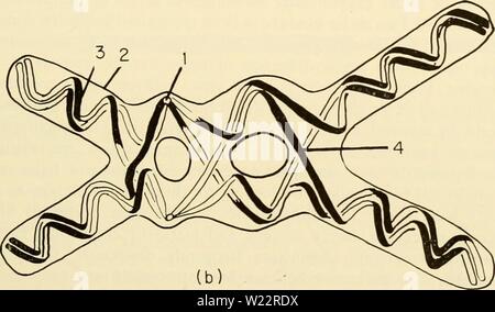 Image d'archive à partir de la page 108 de la cytologie (1961) Banque D'Images