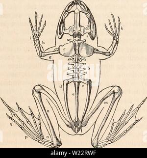 Image d'archive à partir de la page 108 de la cyclopaedia d'anatomie et de Banque D'Images